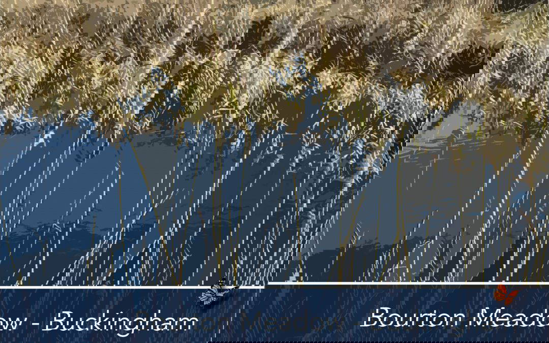 Bourton Meadow, Buckingham