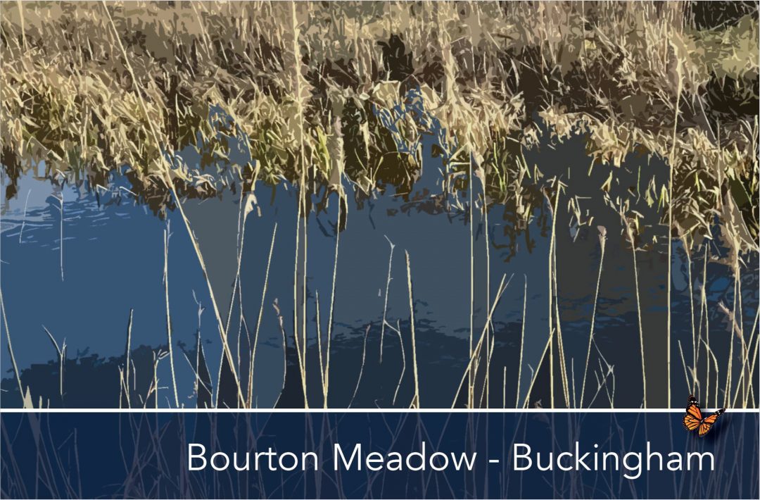 Bourton Meadow, Buckingham