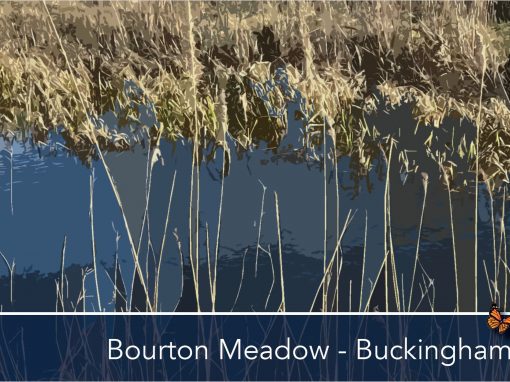 Bourton Meadow, Buckingham